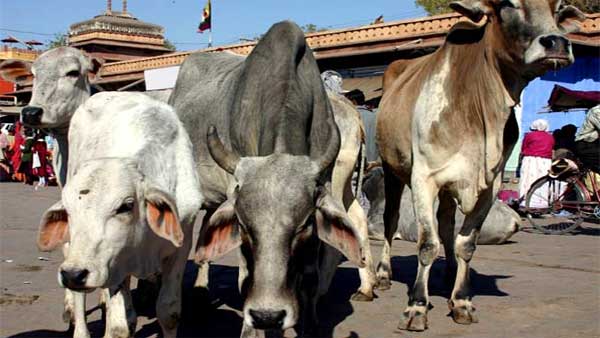 ಗೋಮಾಳ ಜಮೀನು ಬಳಸಿ ಗೋ ಶಾಲೆ ನಿರ್ಮಾಣ