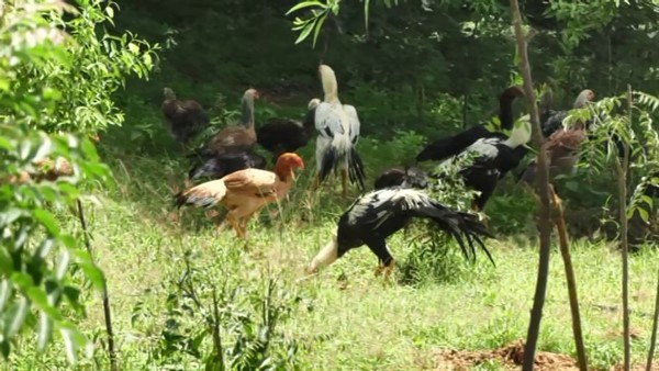 ಕೃಷಿಯೊಂದಿಗೆ ಕೋಳಿ ಸಾಕಣೆ