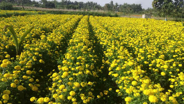 ಕೃಷಿ ಸಿಂಚಾಯಿ ಯೋಜನೆ