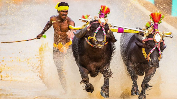 ಸುಪ್ರೀಂ ಕೋರ್ಟ್ ಆದೇಶದಂತೆ ಬ್ಯಾನ್ ಆಗಿದ್ದ ಕಂಬಳ ಕ್ರೀಡೆ