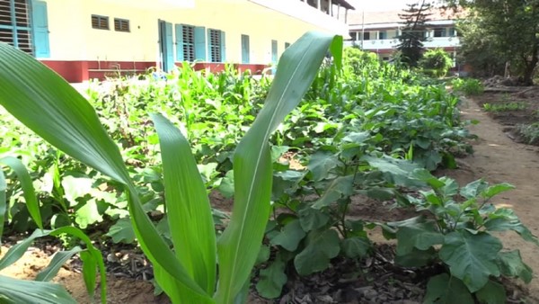 ವಾರಕ್ಕೊಮ್ಮೆ ಕಟಾವು ಮಾಡಲಾಗುವುದು