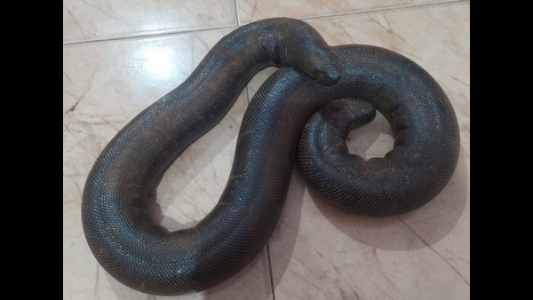 ಎರಡು ತಲೆ ಹಾವಿಗೆ ಕೋಡ್ ವರ್ಡ್ ಡಬಲ್ ಇಂಜಿನ್!