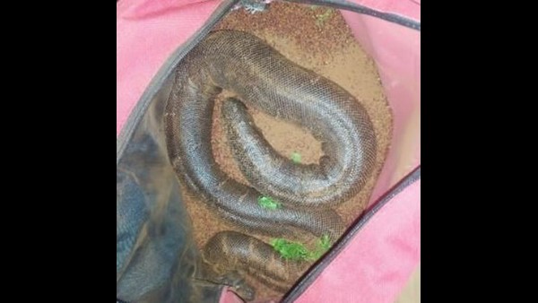 ಚಾಮರಾಜನಗರದಲ್ಲಿ ಎರಡು ತಲೆ ಹಾವು ಹಿಡಿದವರ ಬಂಧನ