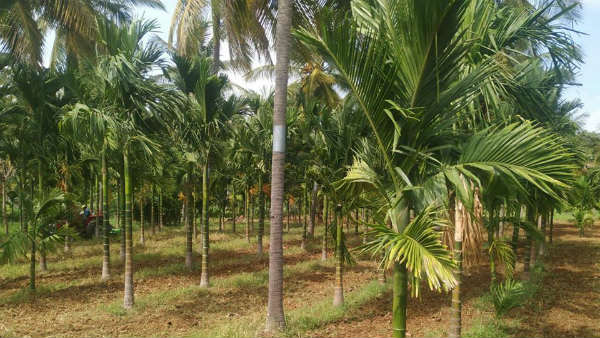 ರೋಗ ಬಾಧೆ ಹತೋಟಿ ಕ್ರಮಗಳು