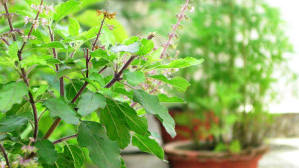 ತುಳಸಿ ಎಲೆಗಳನ್ನು ಮಿಕ್ಸಿಯಲ್ಲಿ ರುಬ್ಬಿ ಕುಡಿಯುವುದು