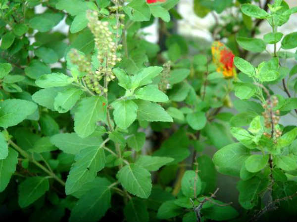 ತುಳಸಿ ಬಹಳ ಪ್ರಯೋಜನಕಾರಿ ಸಸ್ಯ