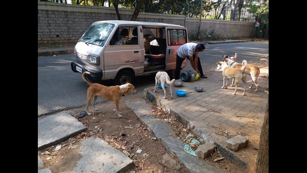 ಬೀದಿ ನಾಯಿಗಳಿಗೆ ನೀರು, ಆಹಾರ ಕೊಡಿ