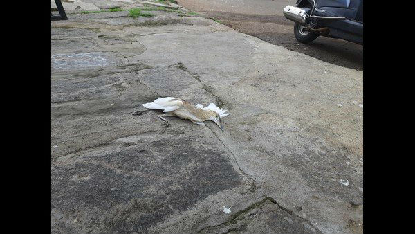ಎಷ್ಟು ಪಕ್ಷಿಗಳನ್ನು ಕೊಲ್ಲಲಾಗುವುದು?