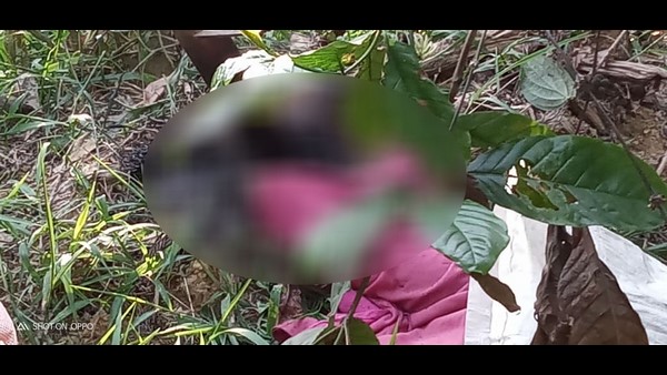 ಫೈಬರ್, ಬಿದಿರಿನ ಏಣಿ ಬಳಕೆಗೆ ಬರಲಿ