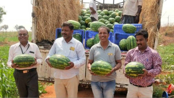 63 ನೇ ದಿನಕ್ಕೆ ಕಟಾವು