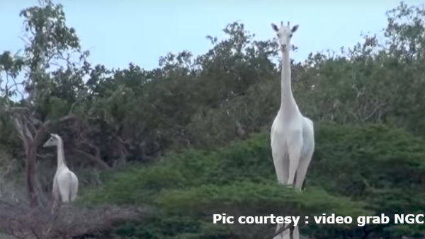 ಅಪರೂಪದ ಆಸ್ತಿ ಎಂಬಂತೆ ಇದ್ದವು