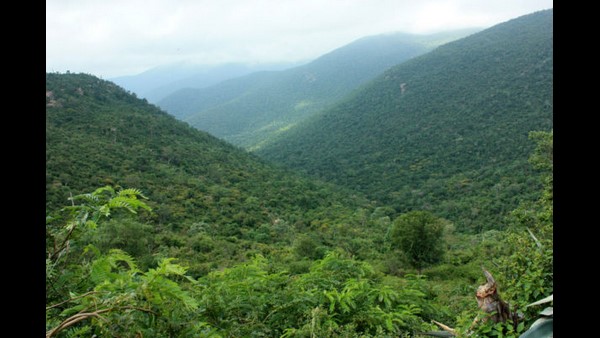 ಹುಲಿಗಳ ಆವಾಸಸ್ಥಾನವಾಗಿ ಚಾಮರಾಜನಗರ