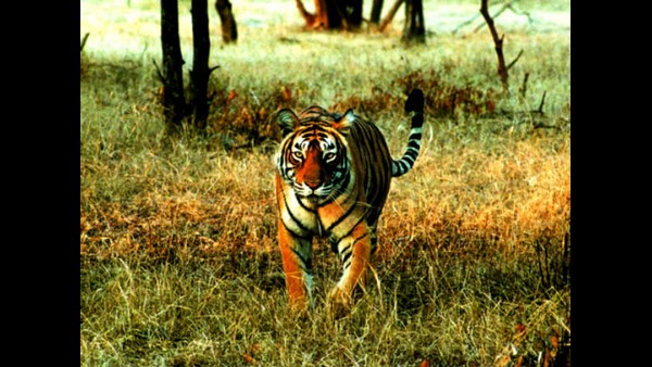 ರೇಡಿಯೋ ಕಾಲರ್ ಟ್ಯಾಗ್ ಅಳವಡಿಕೆ