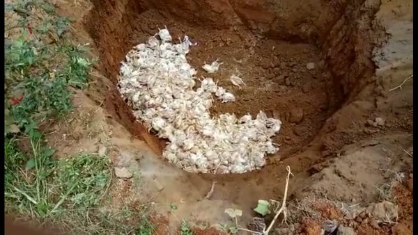 ಕೋಳಿಗಳ ಮಾರಣಹೋಮ