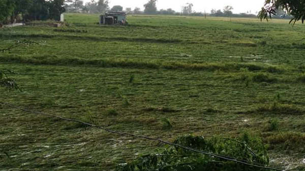 ಸೋಯಾಬಿನ್ ಮಾರಾಟಕ್ಕೆ ಇದೆ