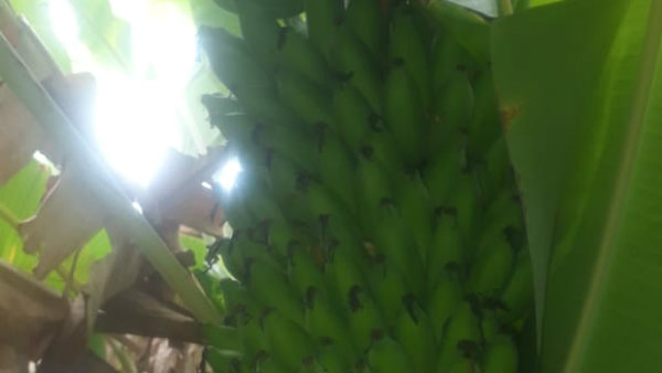 ಬಾಳೆ ಹಣ್ಣು ಕೊಳೆತು ಹೋಗುತ್ತಿವೆ