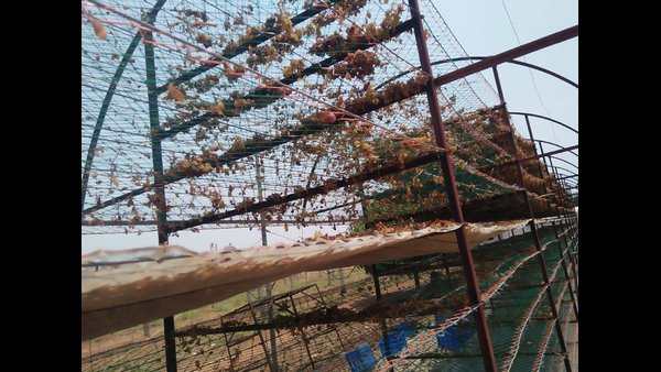ಹಣ್ಣು ಕಟಾವು ಮಾಡಿದರು