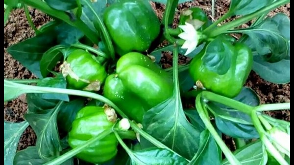 ಗಿಡದಲ್ಲಿಯೇ ಒಣಗುತ್ತಿರುವ ಬೆಳೆ
