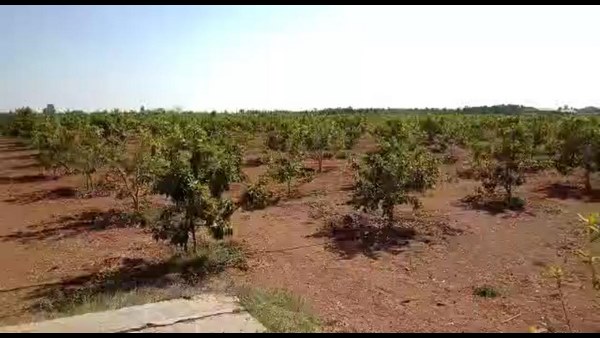 ಕಾಯಿ ಕೀಳುವ ಸಮಯಕ್ಕೆ ಸರಿಯಾಗಿ ಬಂದ ಕೊರೊನಾ