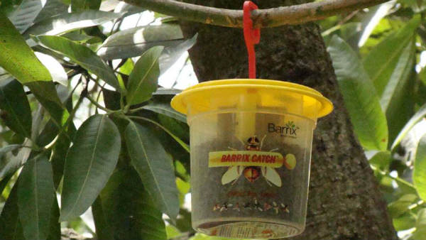 ಕೀಟದ ಹತೋಟಿ ಕ್ರಮಗಳು