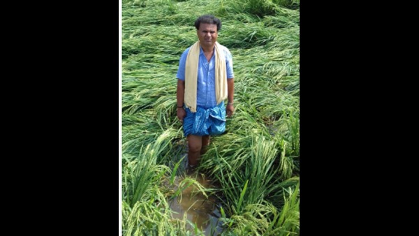 ರೈತರ ಗಾಯದ ಮೇಲೆ ಬರೆ ಎಳೆದ ಮಳೆ