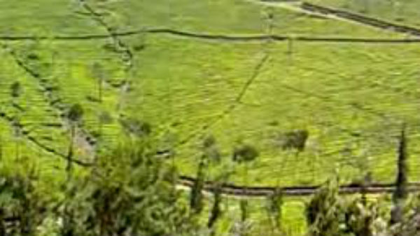 ಟೀ ಬೆಳೆಗಾರರಿಗೆ ಶೇ.30 ರಿಂದ 40ರಷ್ಟು ನಷ್ಟ