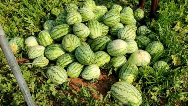 ನಾಲ್ಕೈದು ಲಕ್ಷ ಆದಾಯ ತರುತ್ತಿದ್ದ ಹಣ್ಣು