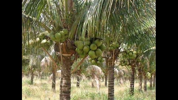 ಮುಖ್ಯ ಬೆಳೆಗಳಿಗೆ ಮಾರುಕಟ್ಟೆ ಇಲ್ಲದಿದ್ದರೆ ಕಷ್ಟ