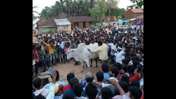 ದರ್ಶನ್ ಬಾಂಧವ್ಯ ಬೆಸೆದುಕೊಂಡಿದ್ದ ಗೂಳಿ (ಬಸವ)