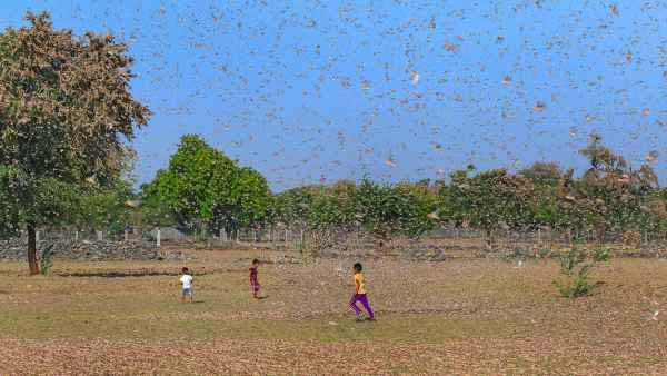 ಮಿಡತೆಯ ರಾಕ್ಷಸ ರೂಪ