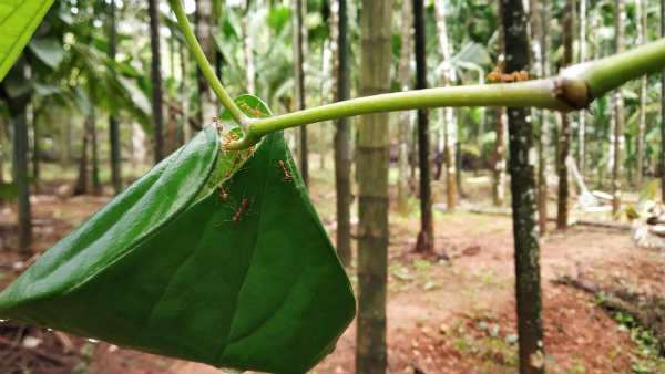 ಸಮರ್ಪಕವಾದ ಸಿಂಪಡಣೆ