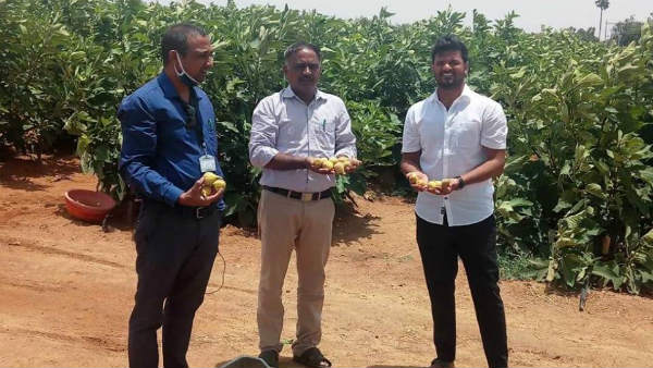 ಕಲ್ಲು ಭೂಮಿಯಲ್ಲಿ ಅಂಜೂರ