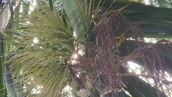 ಯಾವಾಗ ಔಷಧ ಸಿಂಪಡಣೆ