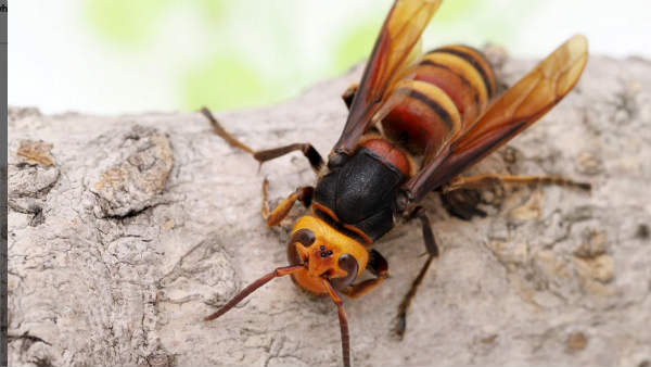 ಹಾರ್ನೆಟ್ಗಳ ಹುಟ್ಟು ಯಾವಾಗ?