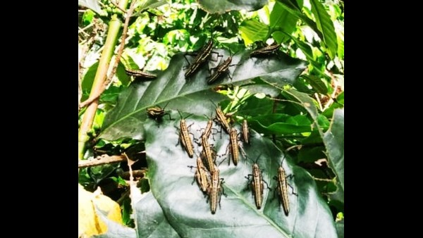 ಸೋಮವಾರಪೇಟೆ ಕಾಫಿ ತೋಟದಲ್ಲಿ ಮಿಡತೆಗಳ ದಂಡು