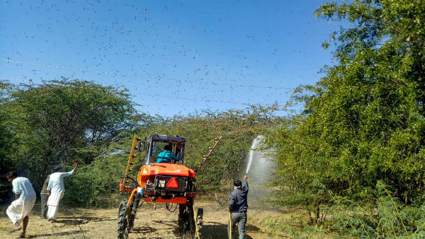 ಒಂದು ಮಿಡತೆ 500 ಮೊಟ್ಟೆ ಇಡಲಿದೆ