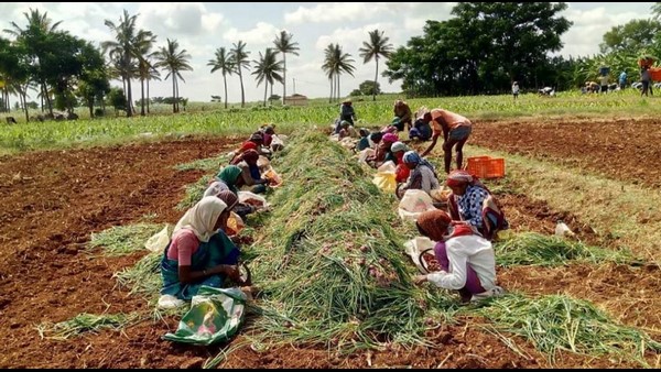 ಕಳಪೆ ಬಿತ್ತನೆ ಬೀಜದಿಂದ ರೋಗ