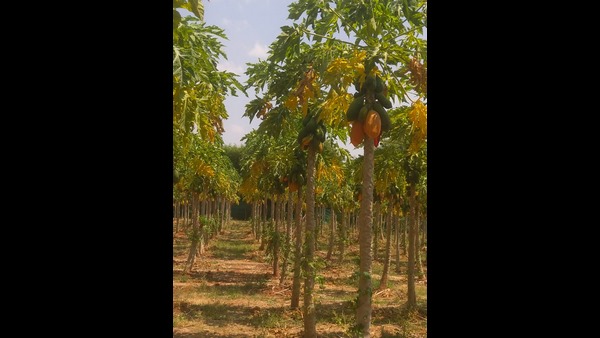 ಹಣ್ಣಿನ ವ್ಯಾಪಾರಿಯ ಹಿಂದಿನ ಎಕನಾಮಿಕ್ಸ್