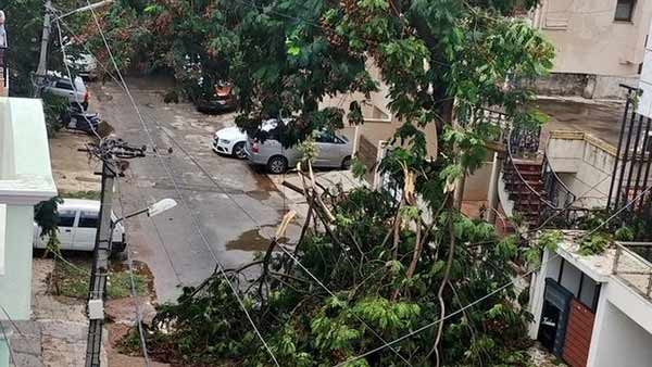 ಮರಗಳಿಂದ ಜನರ ಪ್ರಾಣಕ್ಕೆ ಸಂಚಕಾರ