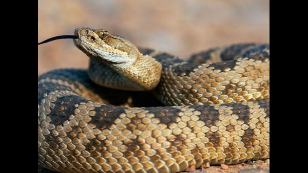ಆರೋಪಿಯಿಂದ ಸತ್ಯ ಬಯಲು
