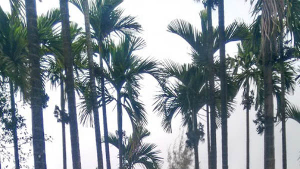 ಬೋರ್ಡೋ ದ್ರಾವಣ
