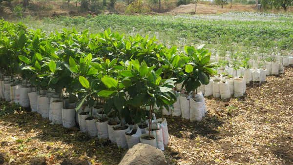 ಸ್ಥಳೀಯ ಜಾತಿ ಮರ ಬೆಳೆಯಲಿದೆ