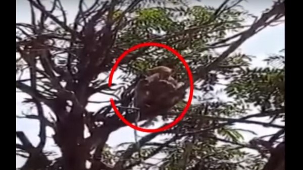 ಕೋತಿಗಳಿಂದ ಸುತ್ತಮುತ್ತಲಿನ ಜನರಲ್ಲಿ ಆತಂಕ