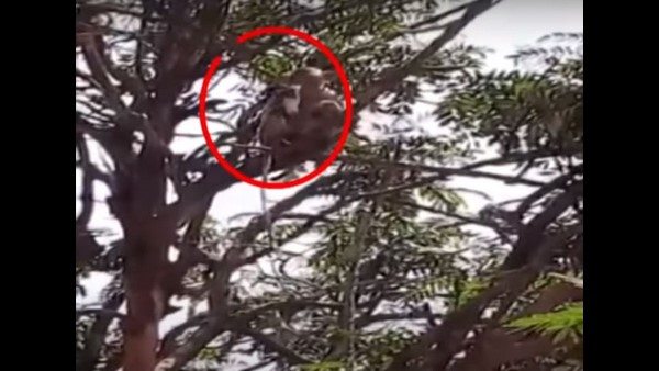 ಪ್ಲೀಸ್ ಕೋತಿಗಳ ಕಾಟದಿಂದ ನೀಡಿ ಮುಕ್ತಿ!