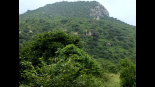 ಕ್ಯಾಮೆರಾದಲ್ಲಿ ಸೆರೆಯಾಗಿರುವ ತೋಳ