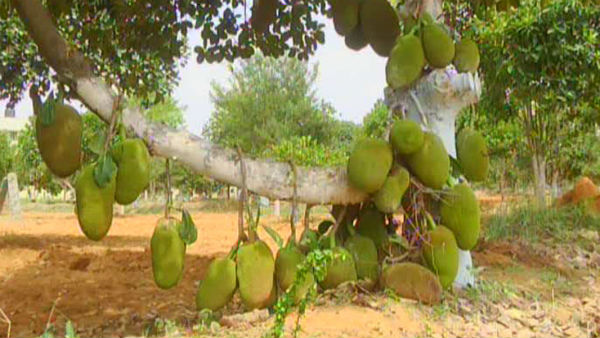 ಏಷ್ಯಾದಲ್ಲಿಯೇ ಅತಿ ದೊಡ್ಡ ಹಲಸಿನ ತೋಟ
