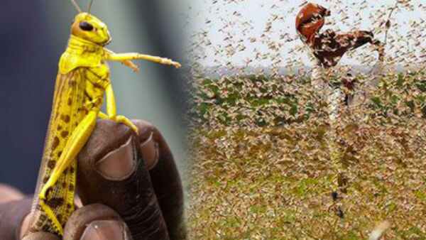 ಆಫ್ರಿಕಾ ಮಿಡತೆಗಳನ್ನು ಎದುರಿಸಲು ತಯಾರಿ