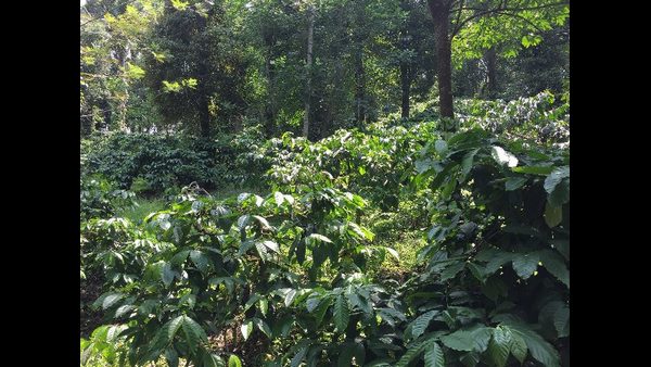ಮಳೆಗಾಲದಲ್ಲಿ ಪ್ರವಾಸಿಗರ ಆಗಮನ ವಿರಳ