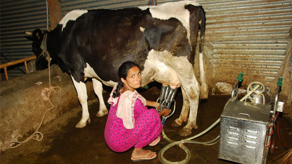 ಸೌರಶಕ್ತಿ ಕ್ಷೀರೋದ್ಯಮಕ್ಕೆ ಆಧಾರ