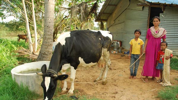 ಮೇವು ದೊರಕುವುದೇ ದೊಡ್ಡ ಸಮಸ್ಯೆ